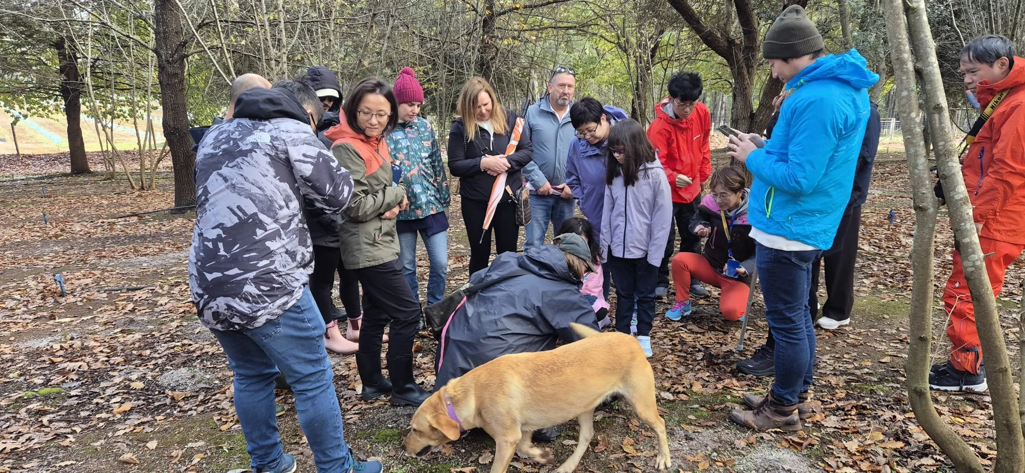 Discover the Magic of a Manjimup Truffle Hunt