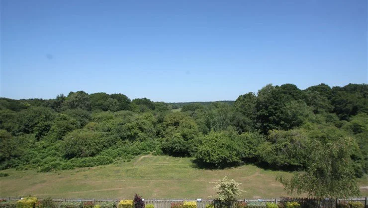 A landscape view of a green hillside with trees, a clear blue sky, and some bushes in the foreground.