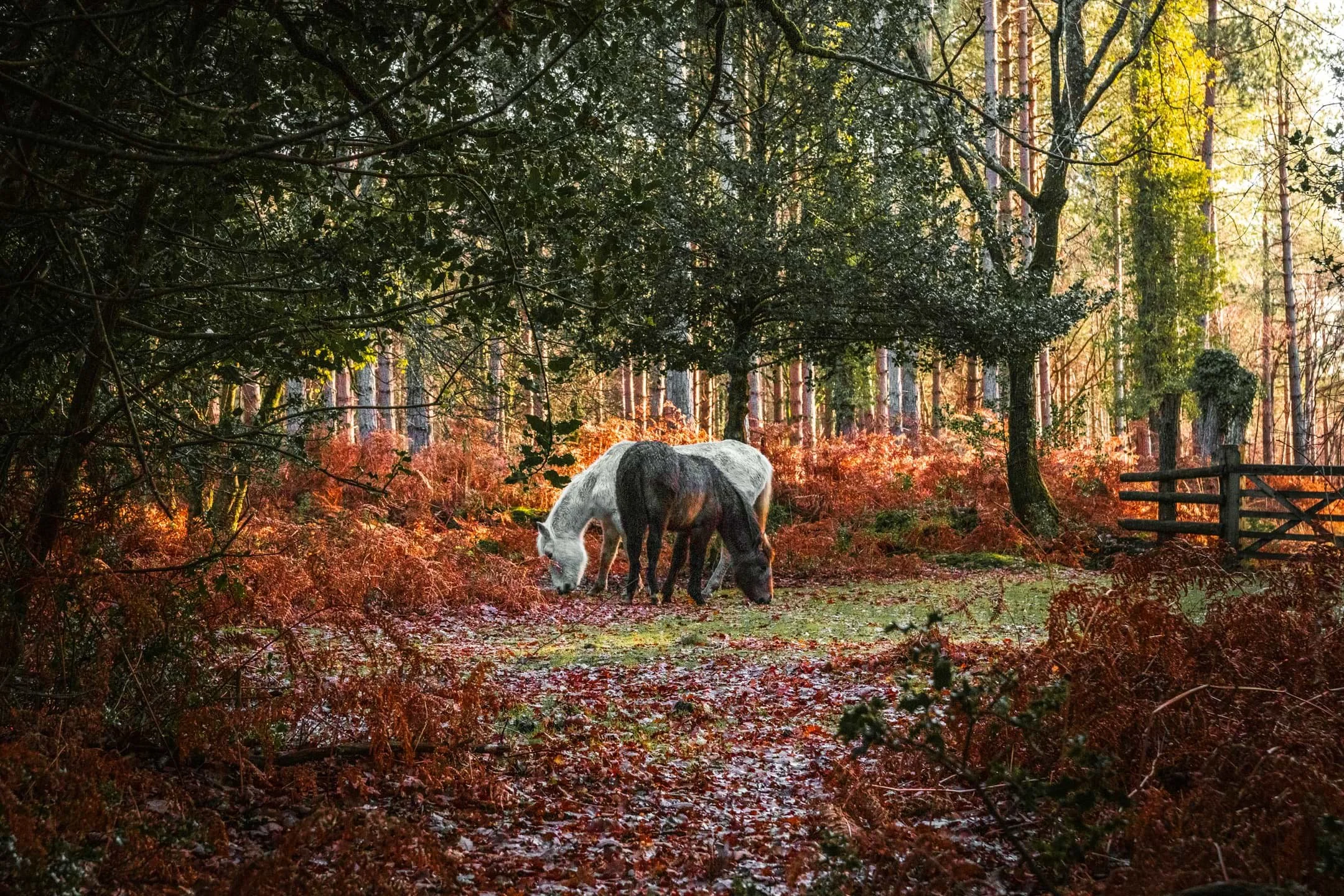 Three ponies grazing in a forest clearing during autumn, with trees and foliage in fall colors and sunlight filtering through the trees.