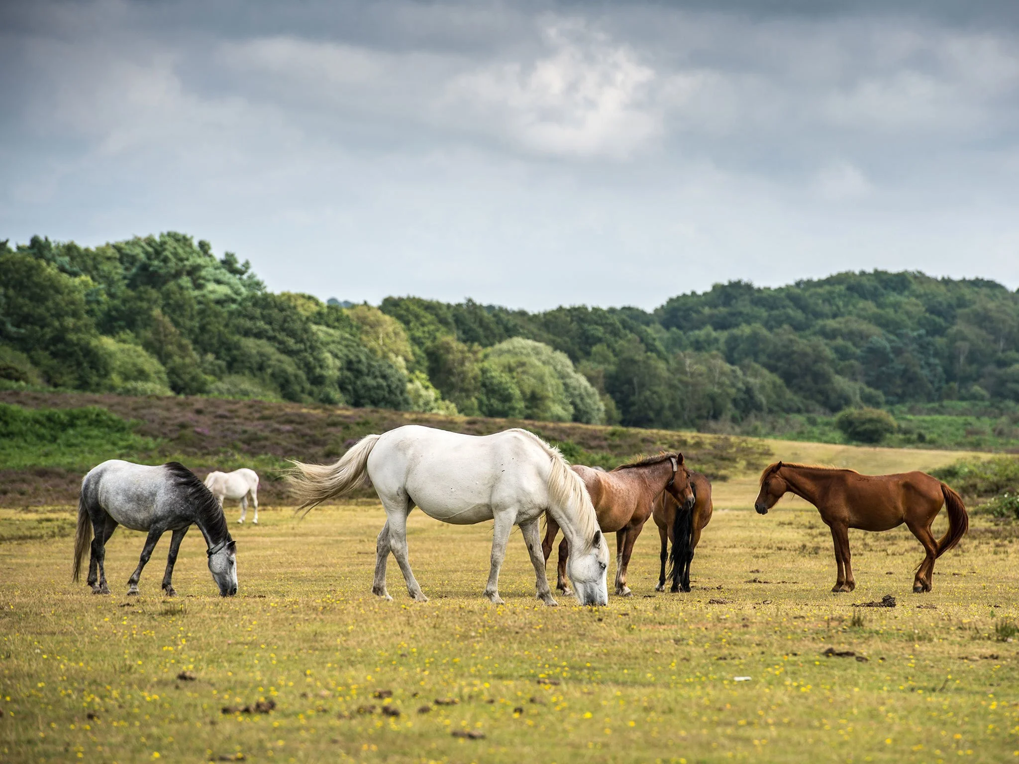 Group of horses grazing in a grassy field with trees and hills in the background under a cloudy sky.