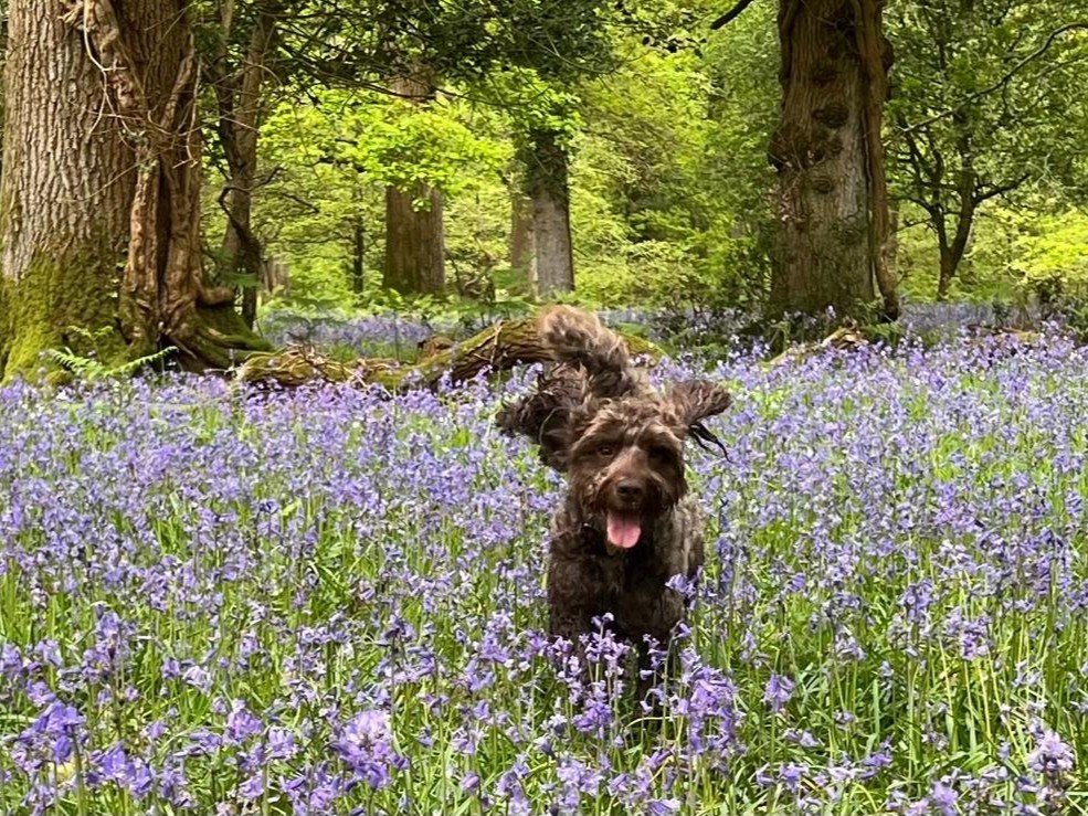 Spoil your beloved fur baby with a leisurely stroll along the enchanting bluebell-lined paths of the New Forest. 🌲