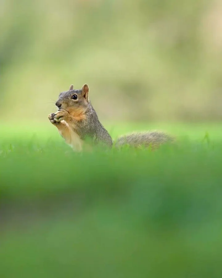 π° Is 2025 set to be a mast year? π³
Every few years, the oaks and beeches of the New Forest produce an abundance of nuts a natural phenomenon known as a mast year. It’s nature’s way of ensuring the next generation of trees (and the loca