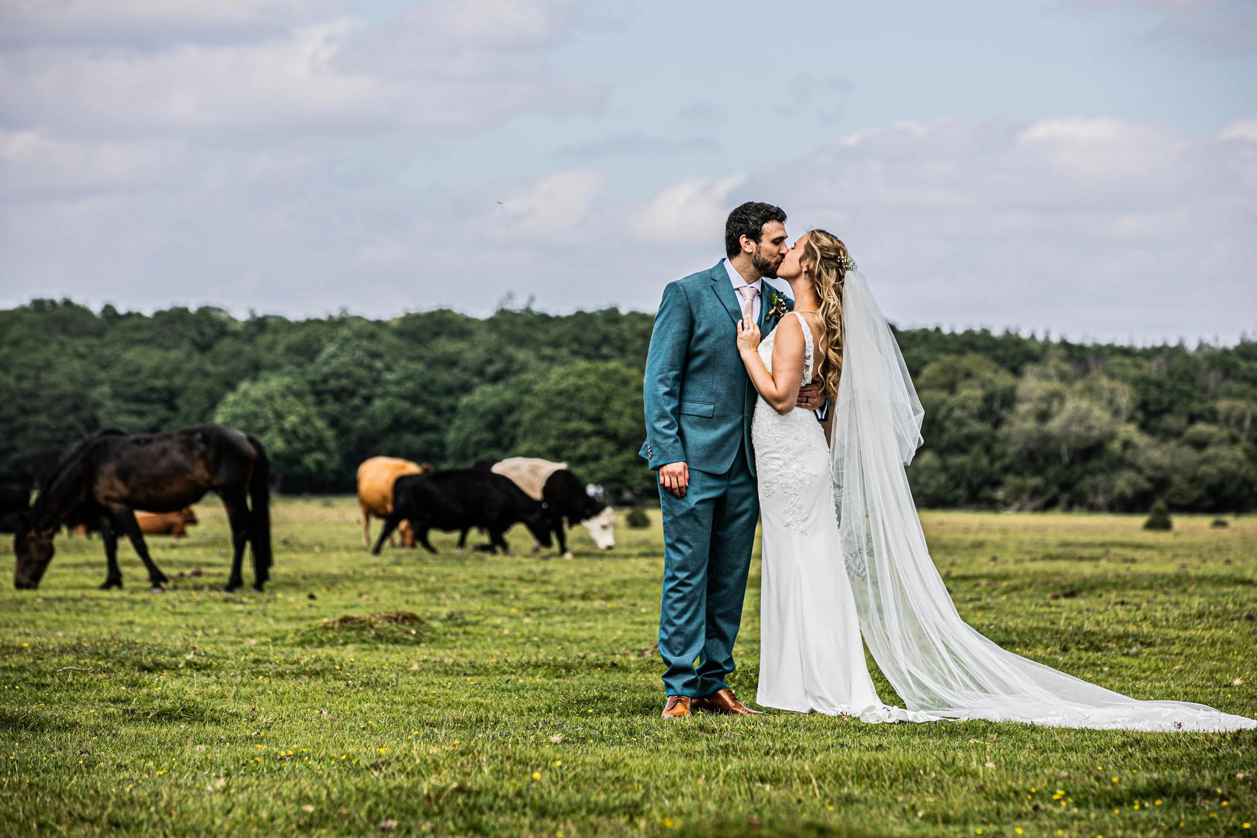 A bride and groom share a kiss in a field with livestock, including horses and cows, in the background.