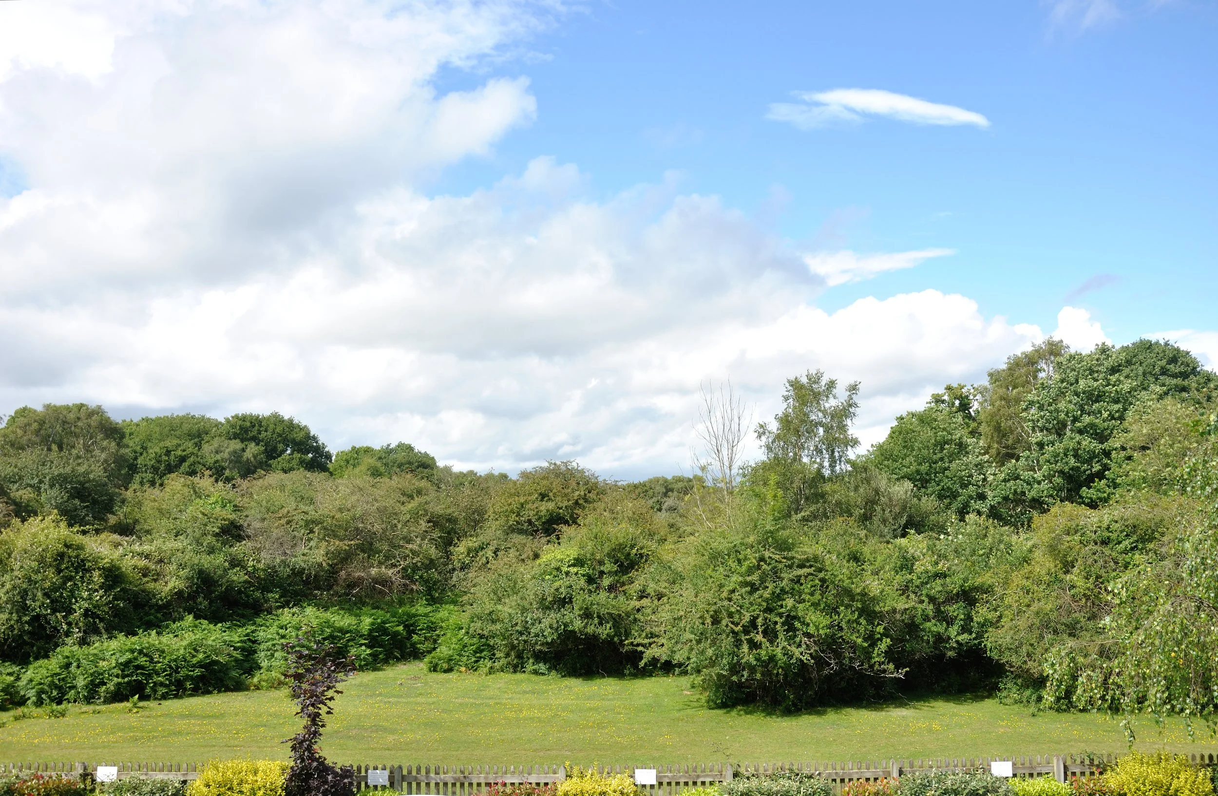 A lush green landscape with a variety of trees under a partly cloudy sky.