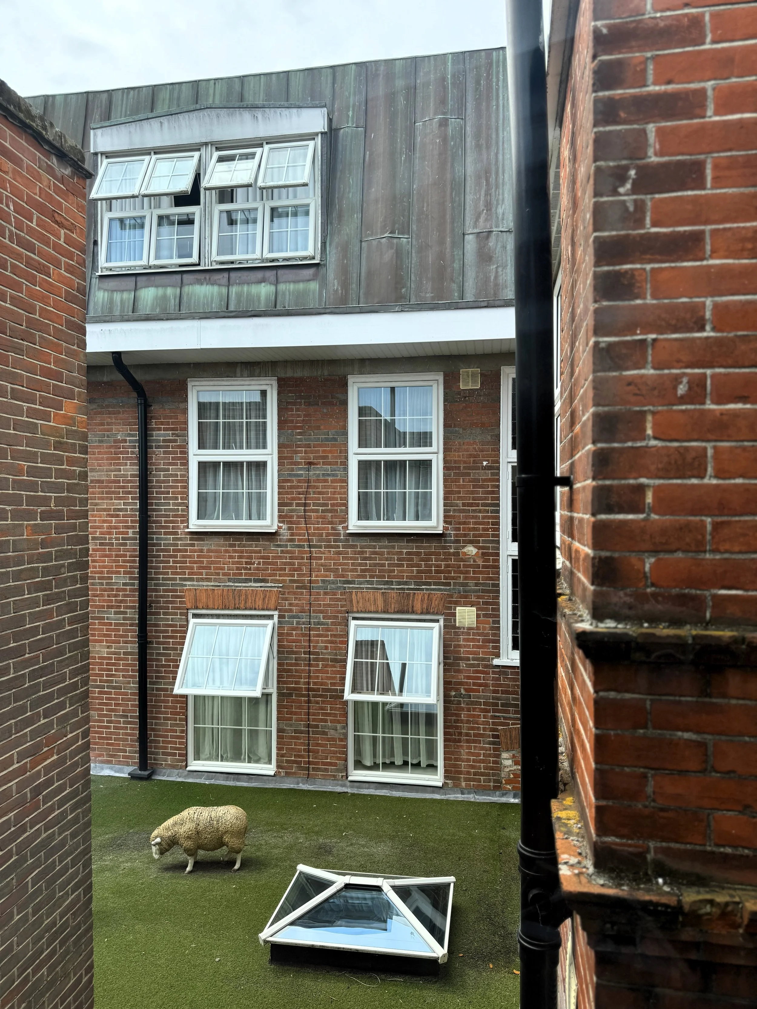 View of a small courtyard with artificial grass, a sheep statue, and a skylight window on the ground. There are three stories of brick buildings with several open windows, some with curtains, and a brick wall partially blocking the view.