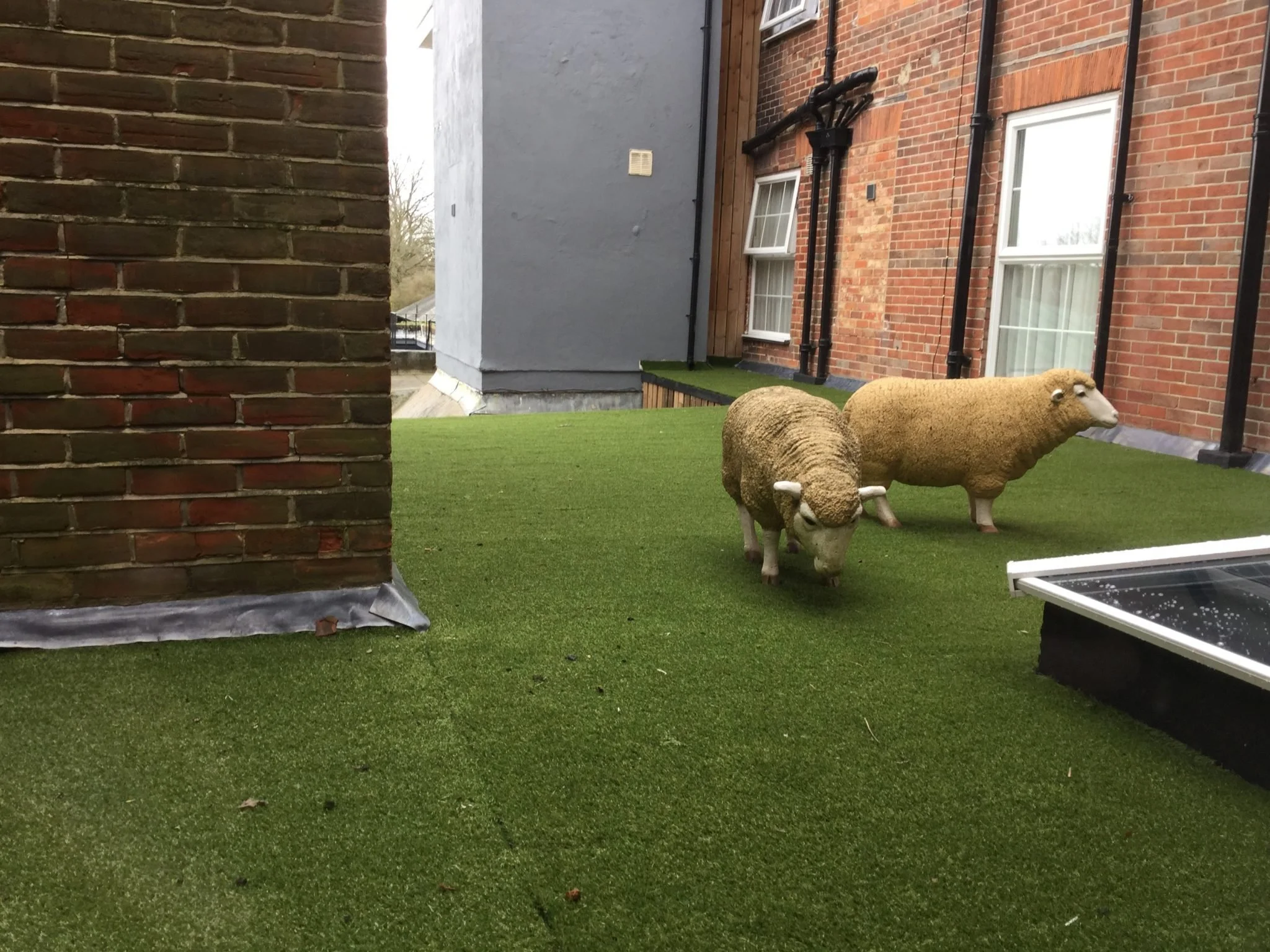 Artificial grass area with two decorative sheep statues, one in front and the other behind. Background includes brick and gray exterior walls with windows, pipes, and trees in the distance.