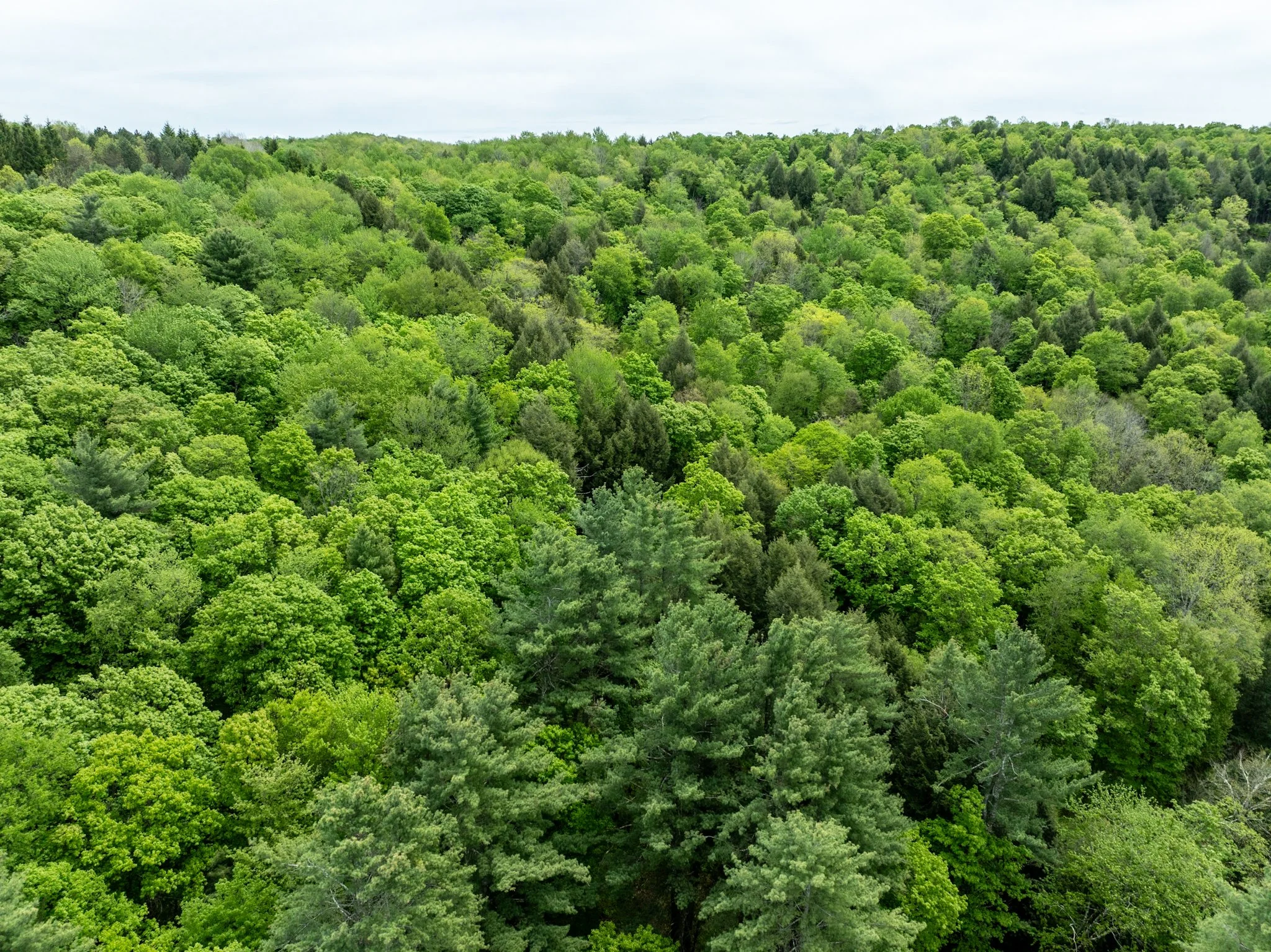 DJI_0930.jpg