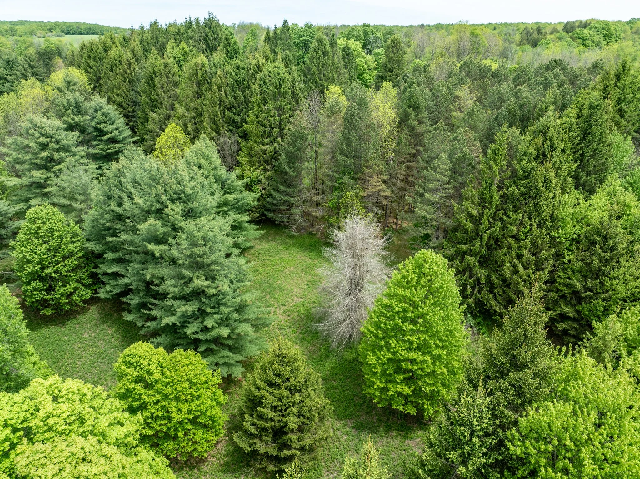 DJI_0935.jpg