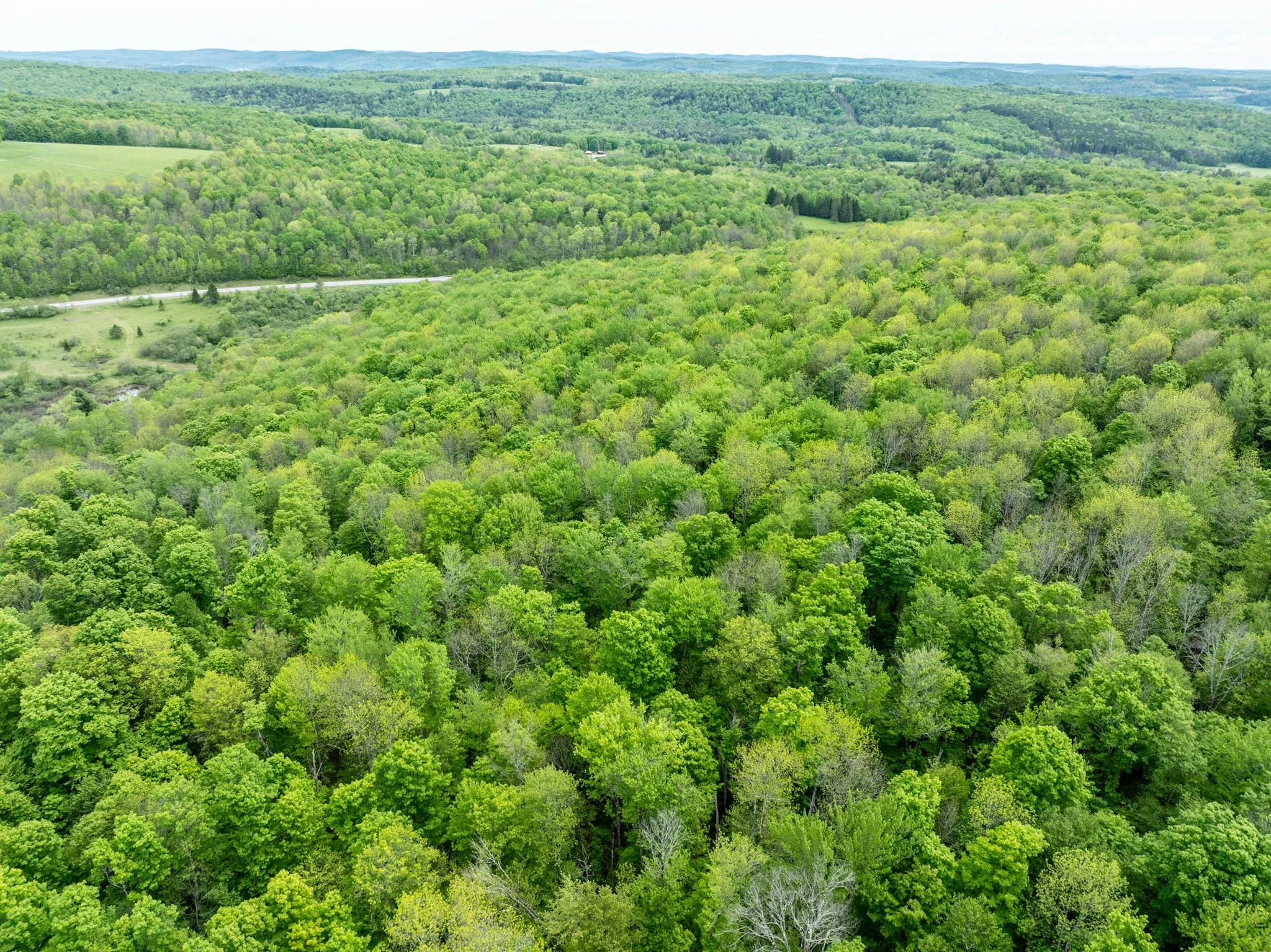 DJI_0894.jpg
