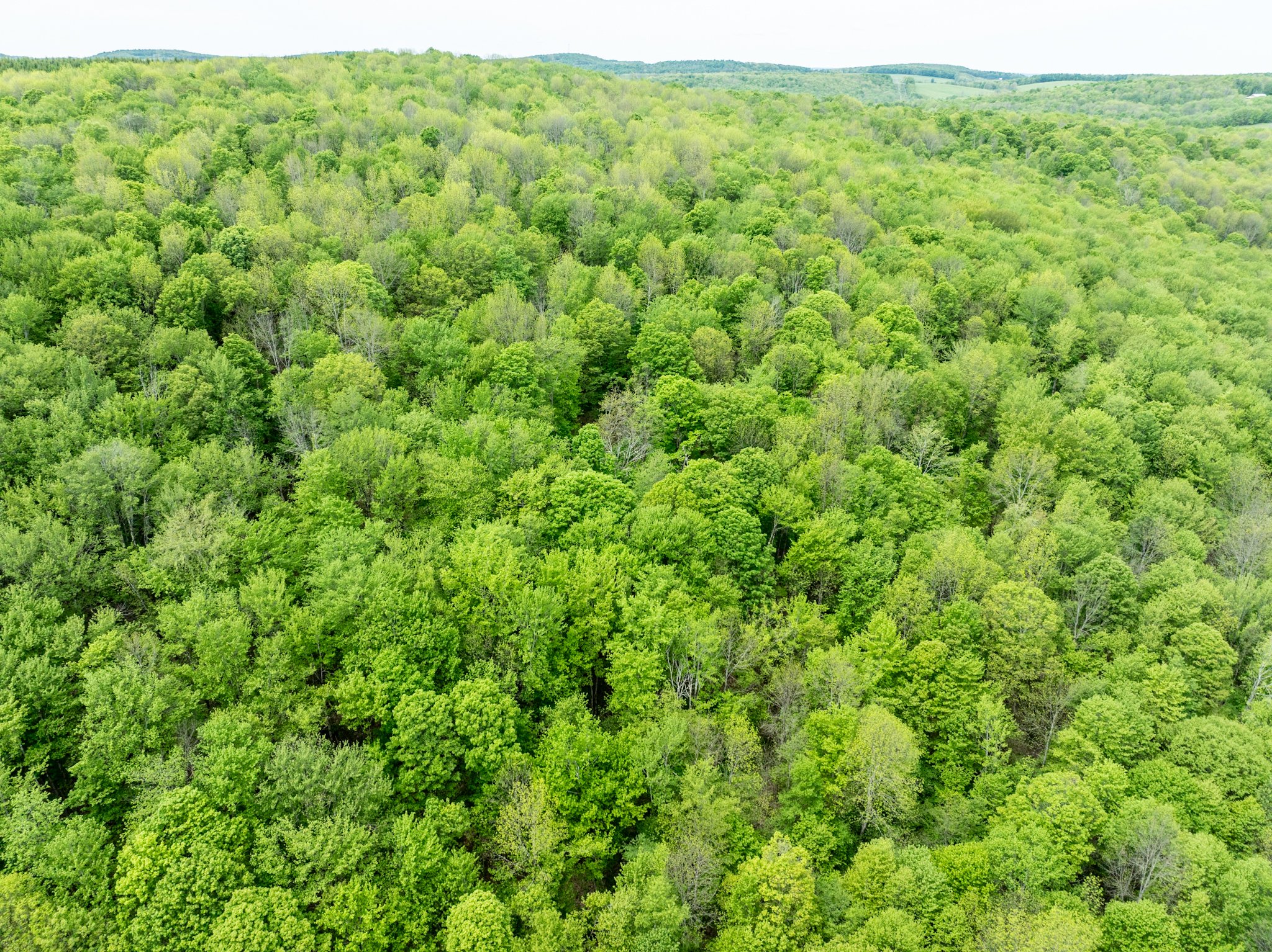 DJI_0903.jpg