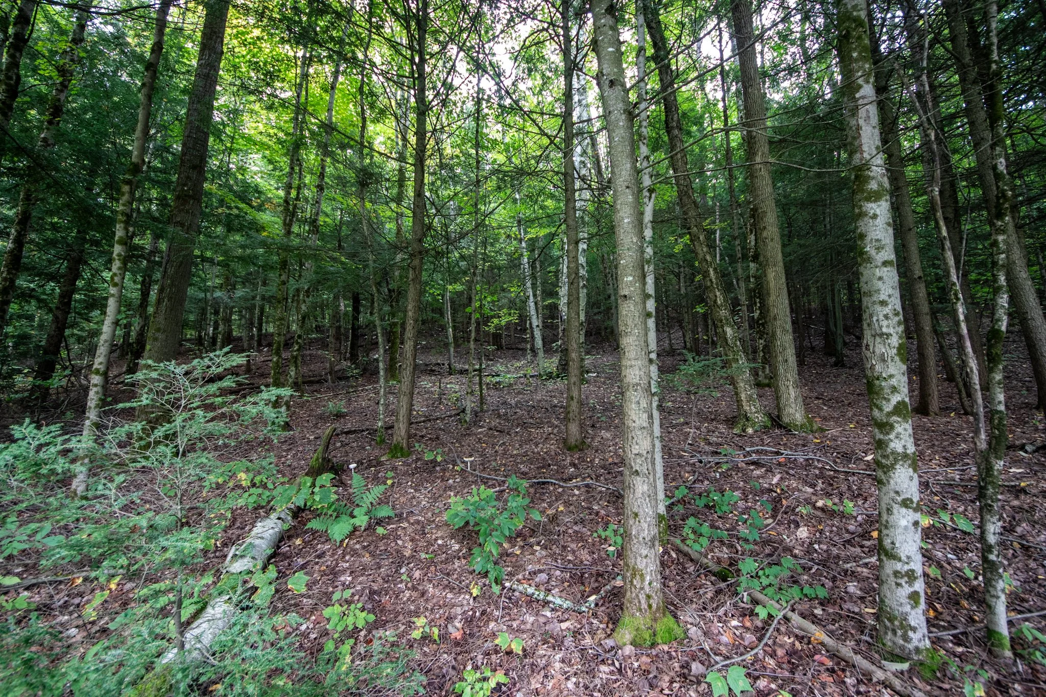 IMG_4085.jpg