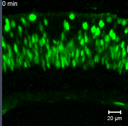 Additional File 7.gif