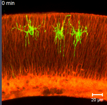 Additional File 9.gif