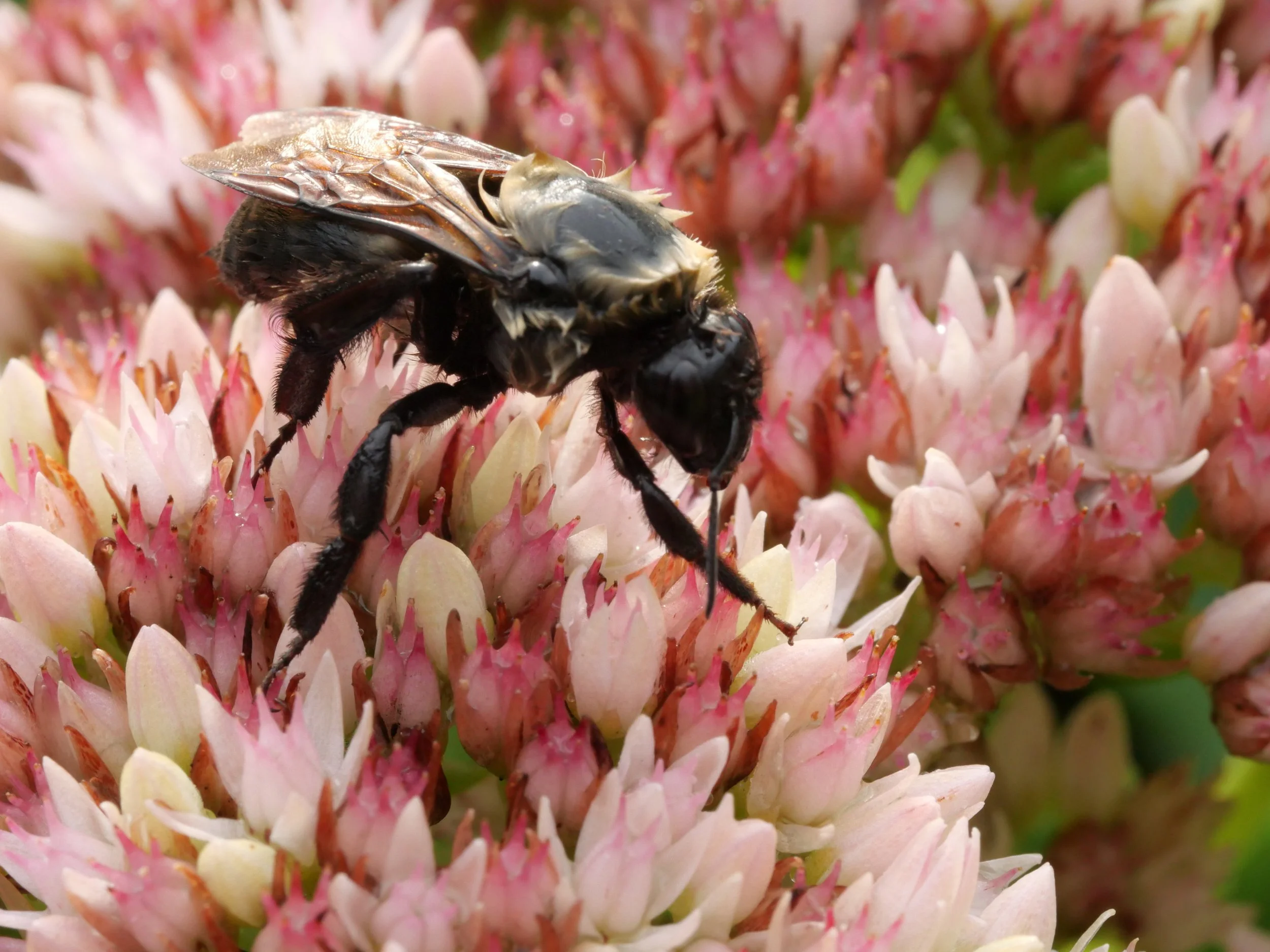 Bee - North Beach, Maryland