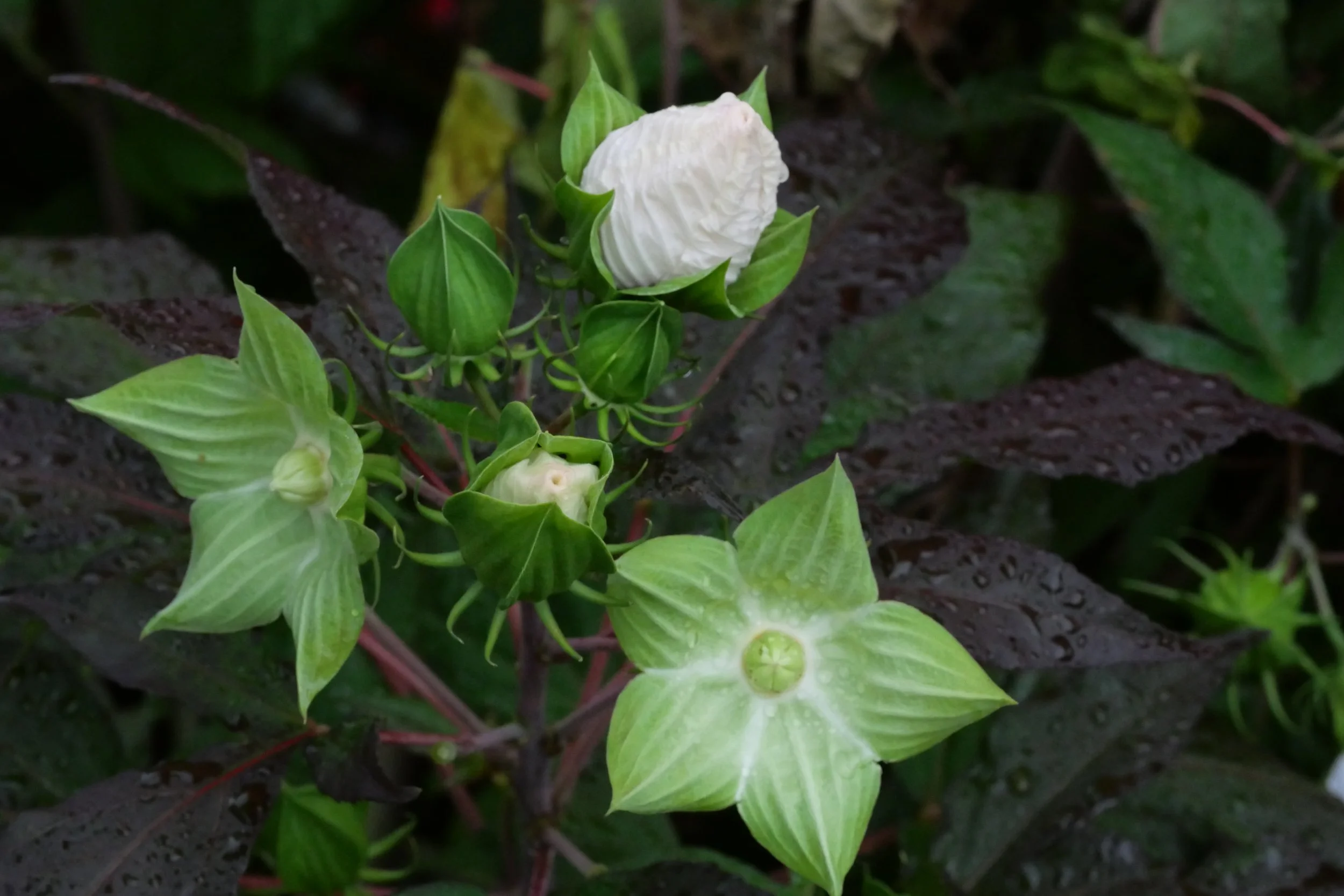 Hibiscus - North Beach, Maryland