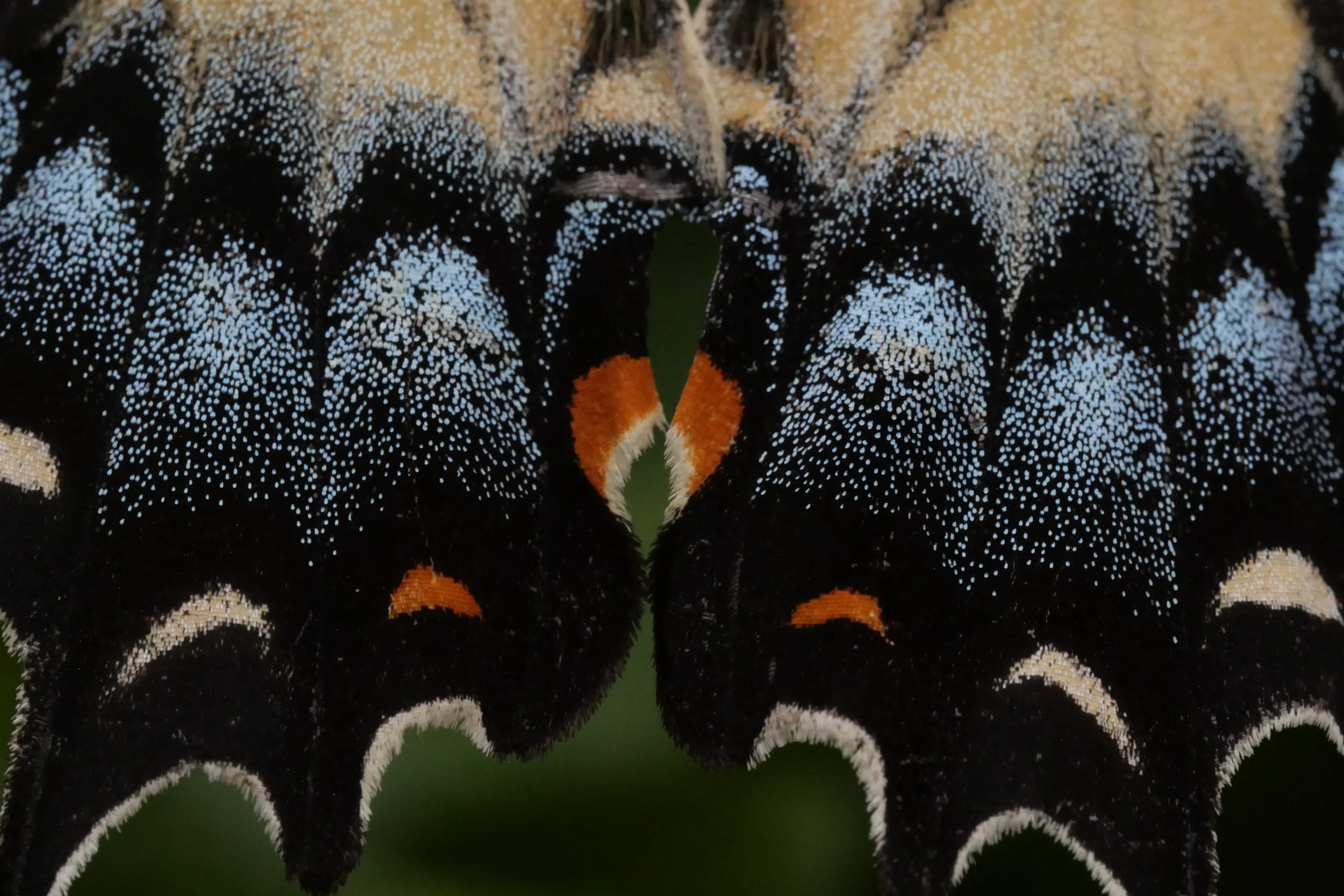 Swallowtail Butterfly - North Beach, Maryland