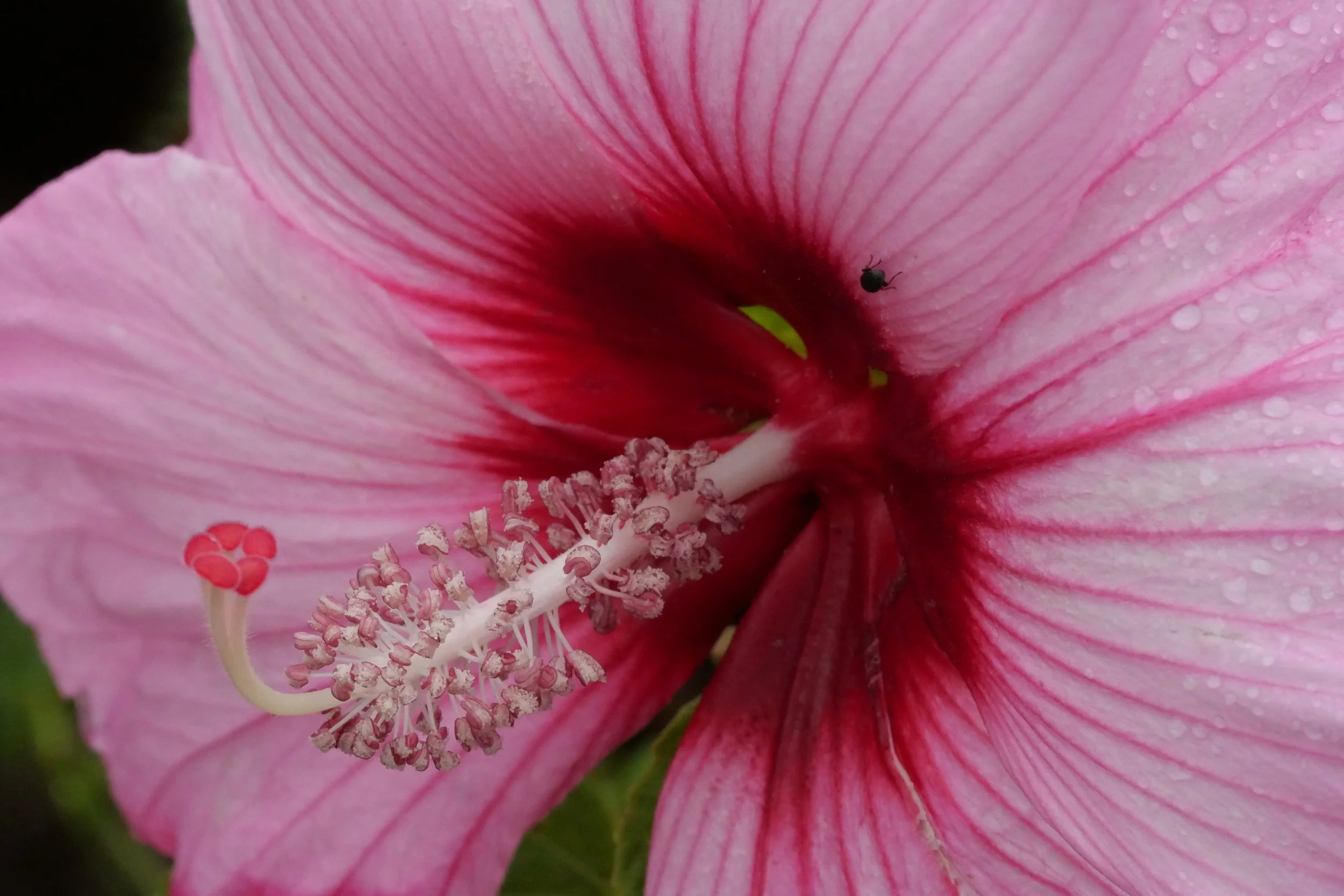 Hibiscus - North Beach, Maryland