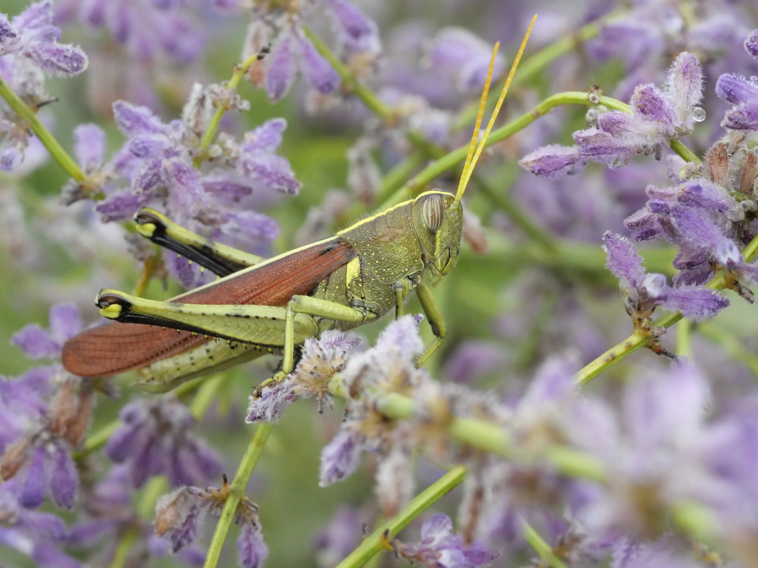 Grasshopper - North Beach, Maryland