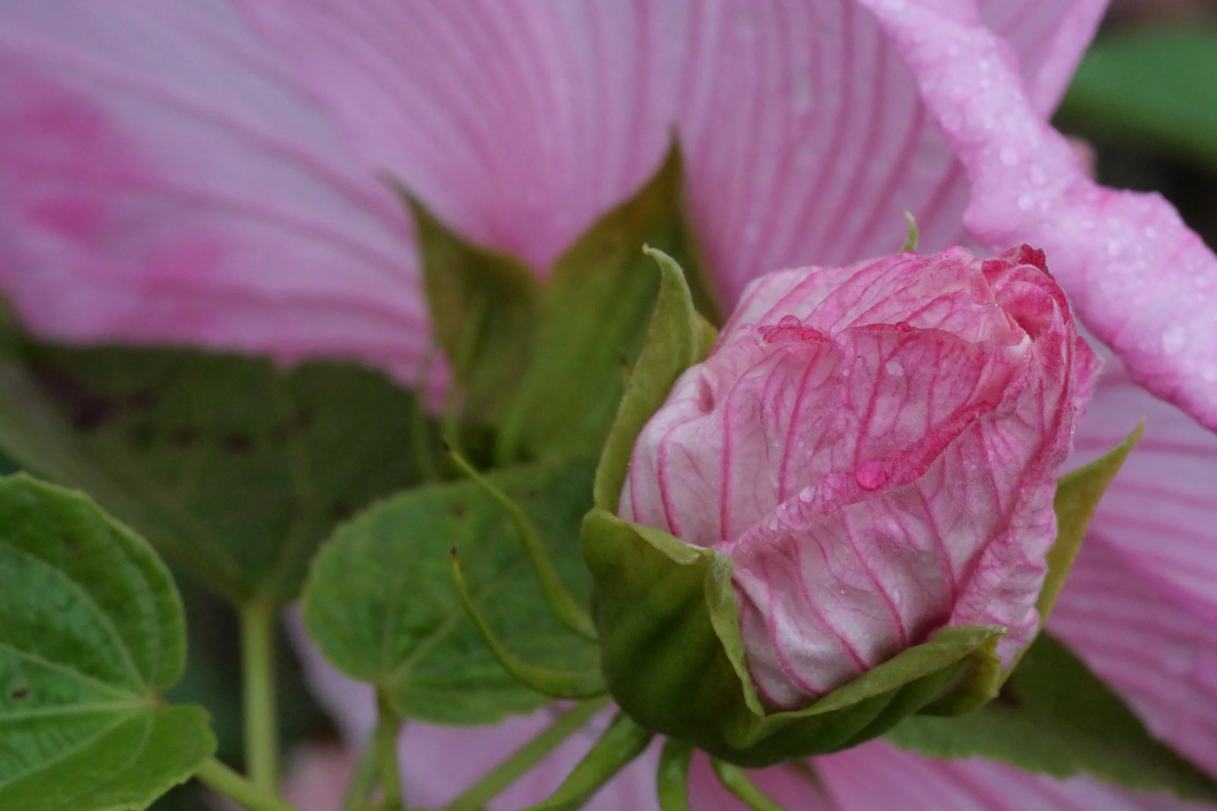 Hibiscus - North Beach, Maryland