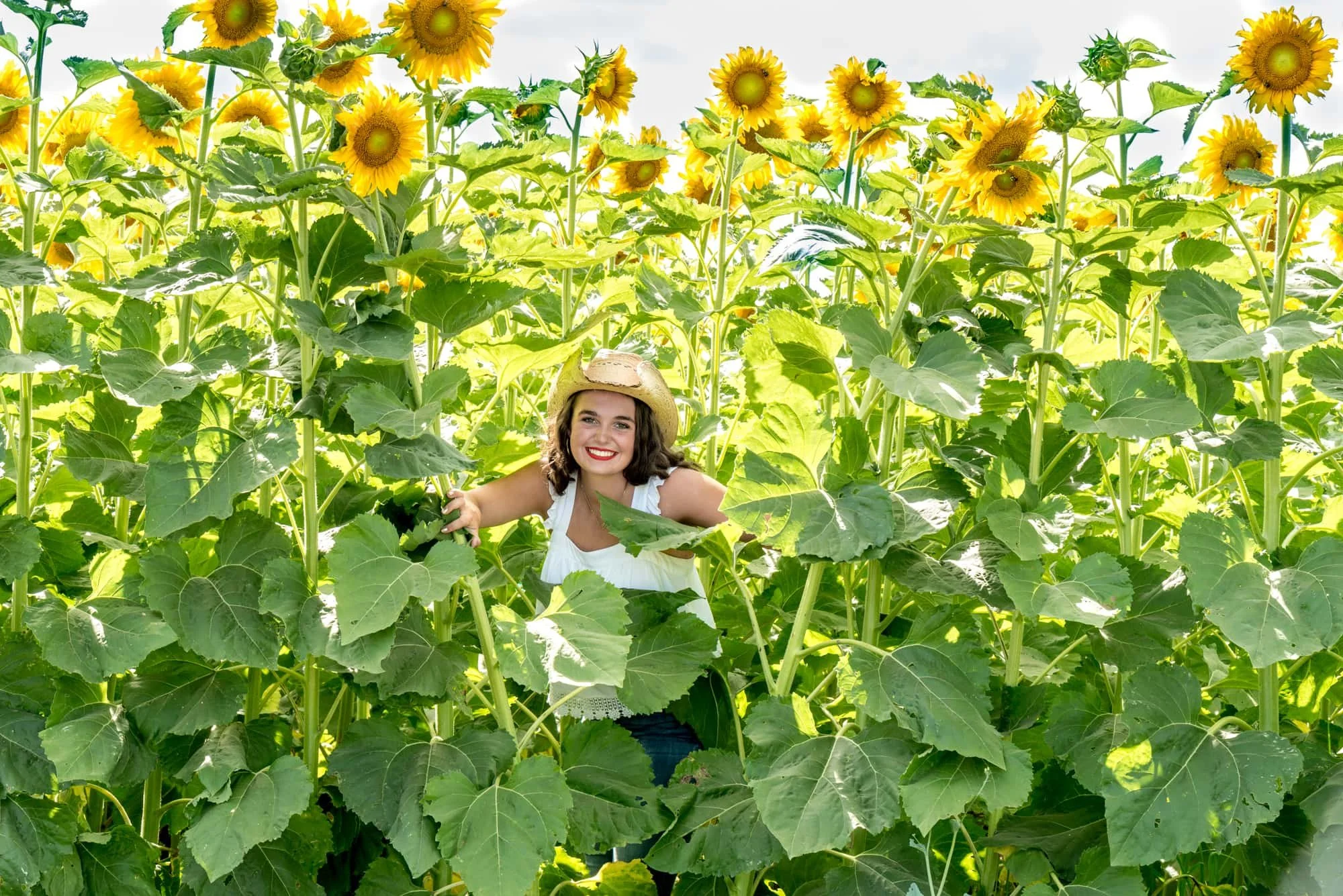 Senior picture of a girl wearing a cowboy hat and red lipstick, standing in a vibrant sunflower field while smiling and parting the flowers to peek through for a country-themed session at Eckert's.