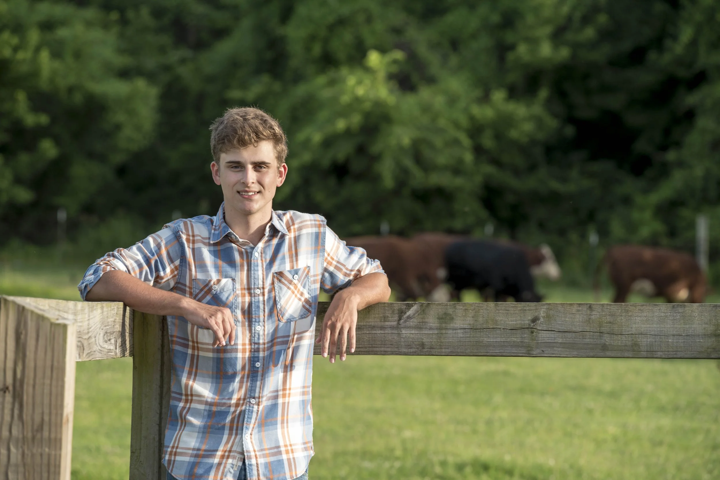 Casual country style senior photo of a guy wearing an orange and blue plaid shirt, leaning relaxed against a wooden fence with cows grazing in the background at Suson Park during a warm sunset.