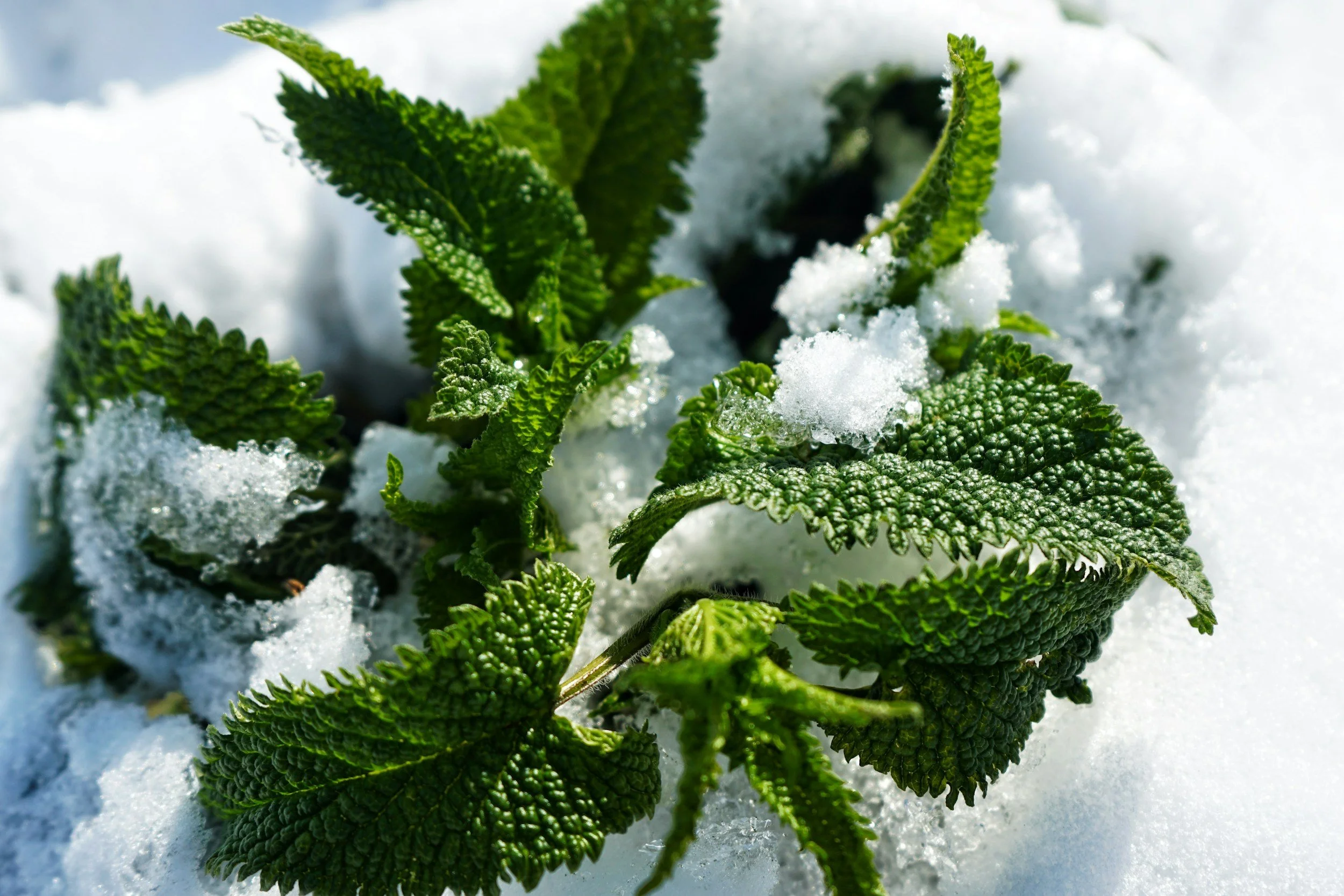 Fresh mint leaves and ice cubes representing menthol-based cooling products.