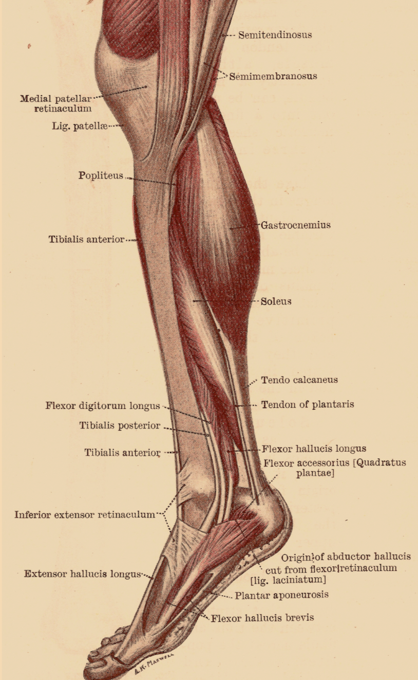 Illustration of the calf muscles, ankles, and feet showing how lower-leg movement supports circulation and mobility.