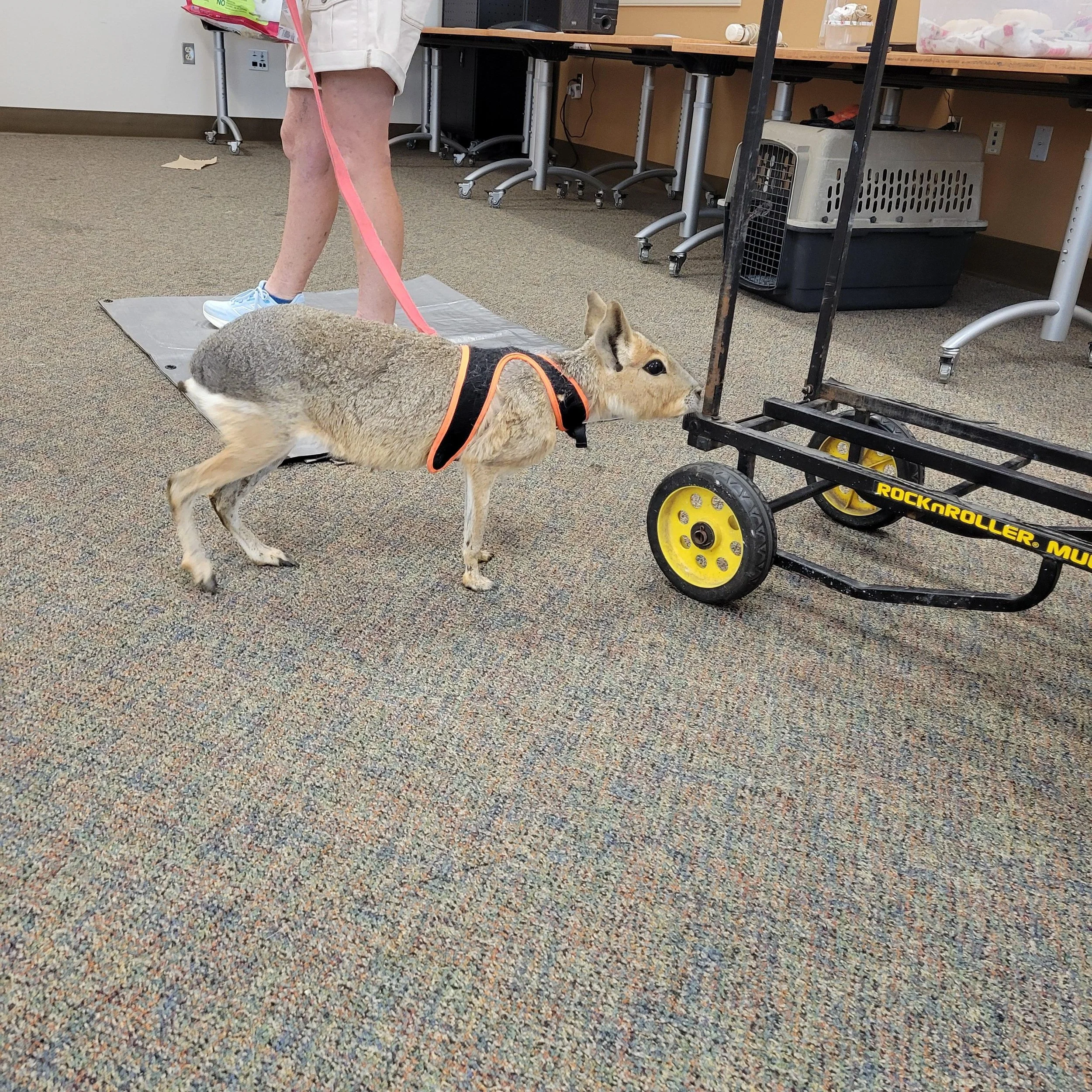 20250602_WV_FreedomRanchWildlife_006 (1).jpg