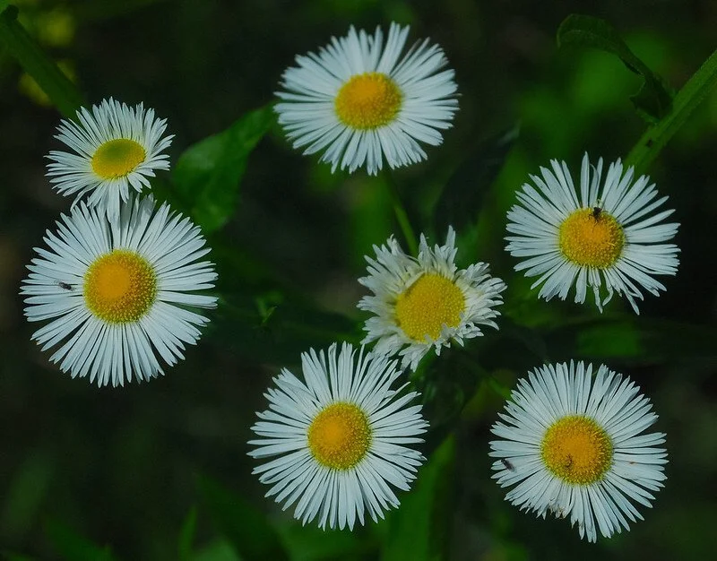 philadelphia-fleabane-erigeron-philadelphicus .jpg