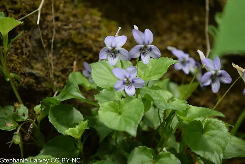 long-spurred-violet-viola-rostrata.jpg