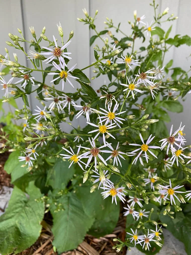 Big-Leaved Aster (Eurybia macrophylla) - Wild Cherry Farm - Native Plant  Nursery  Wild Cherry Farm