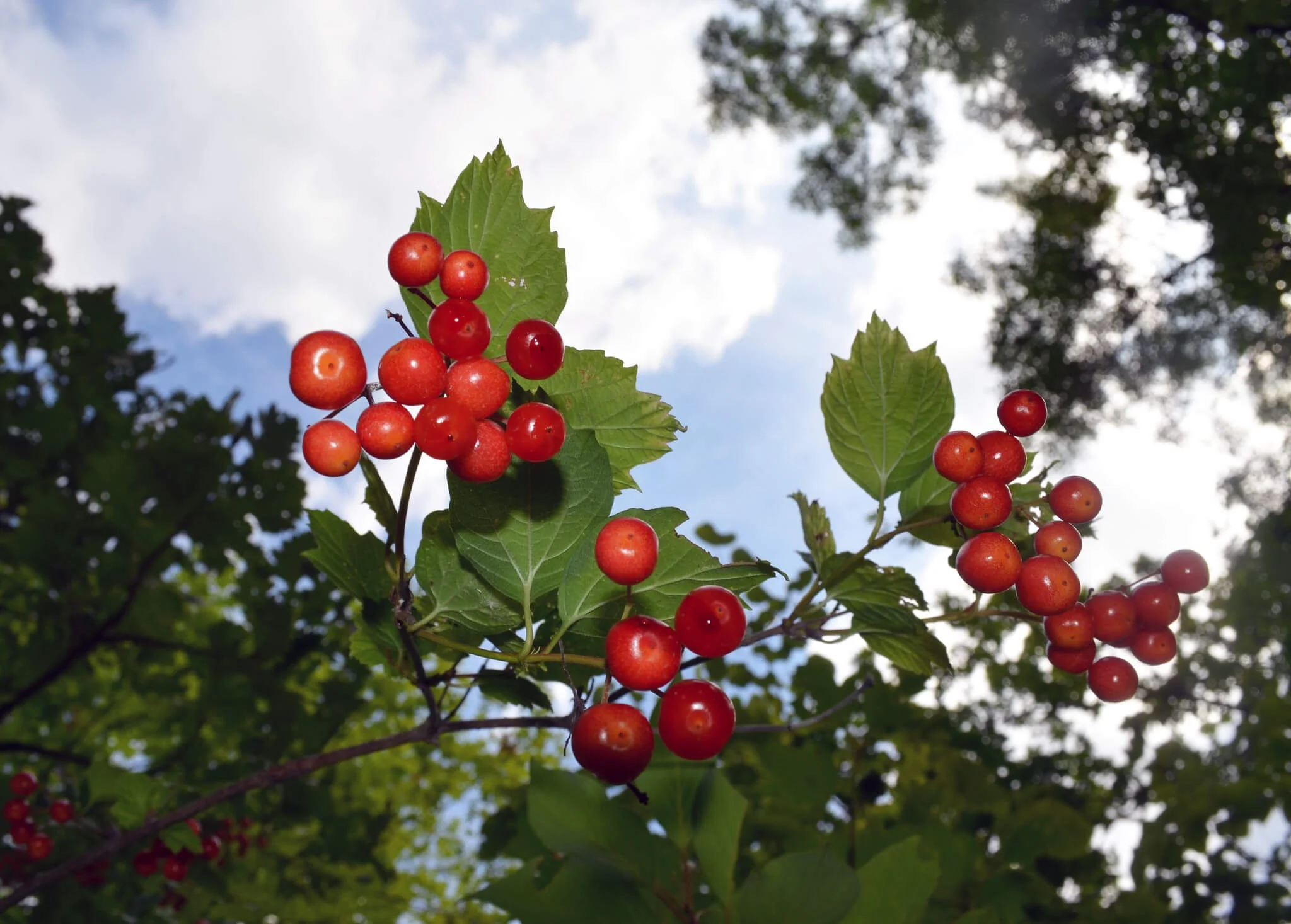 Highbush Cranberry Tree Size