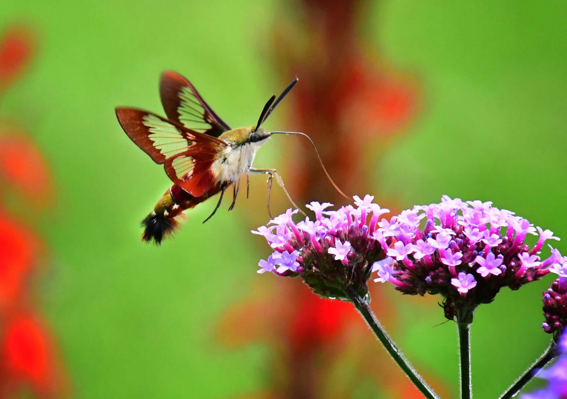 hummingbird-clearwing-moth.jpg