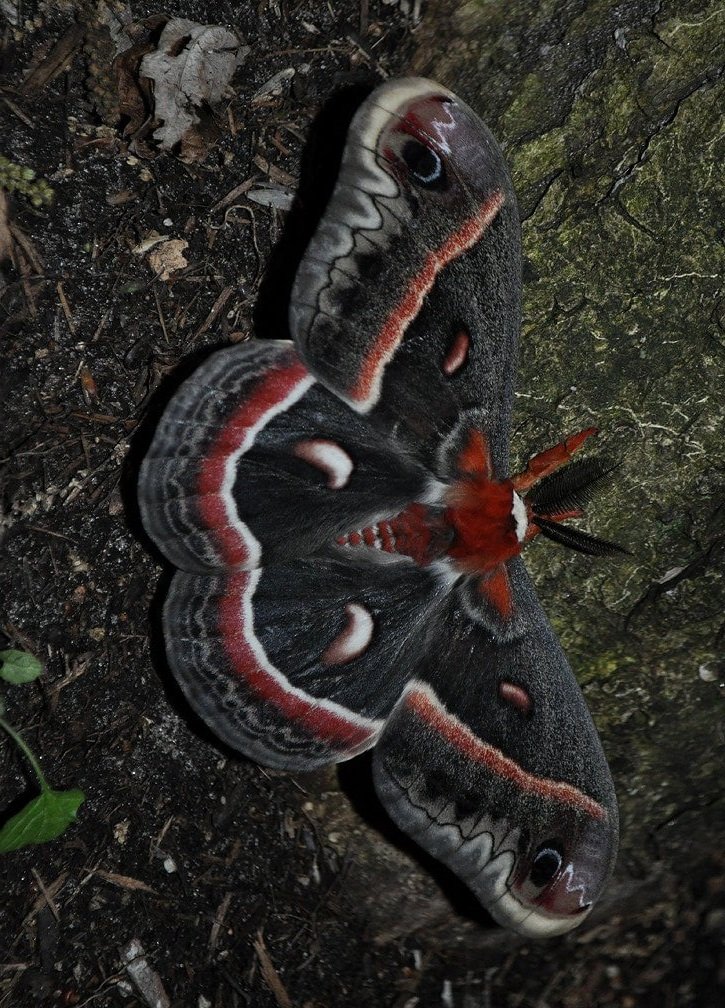 cecropia-moth.jpg