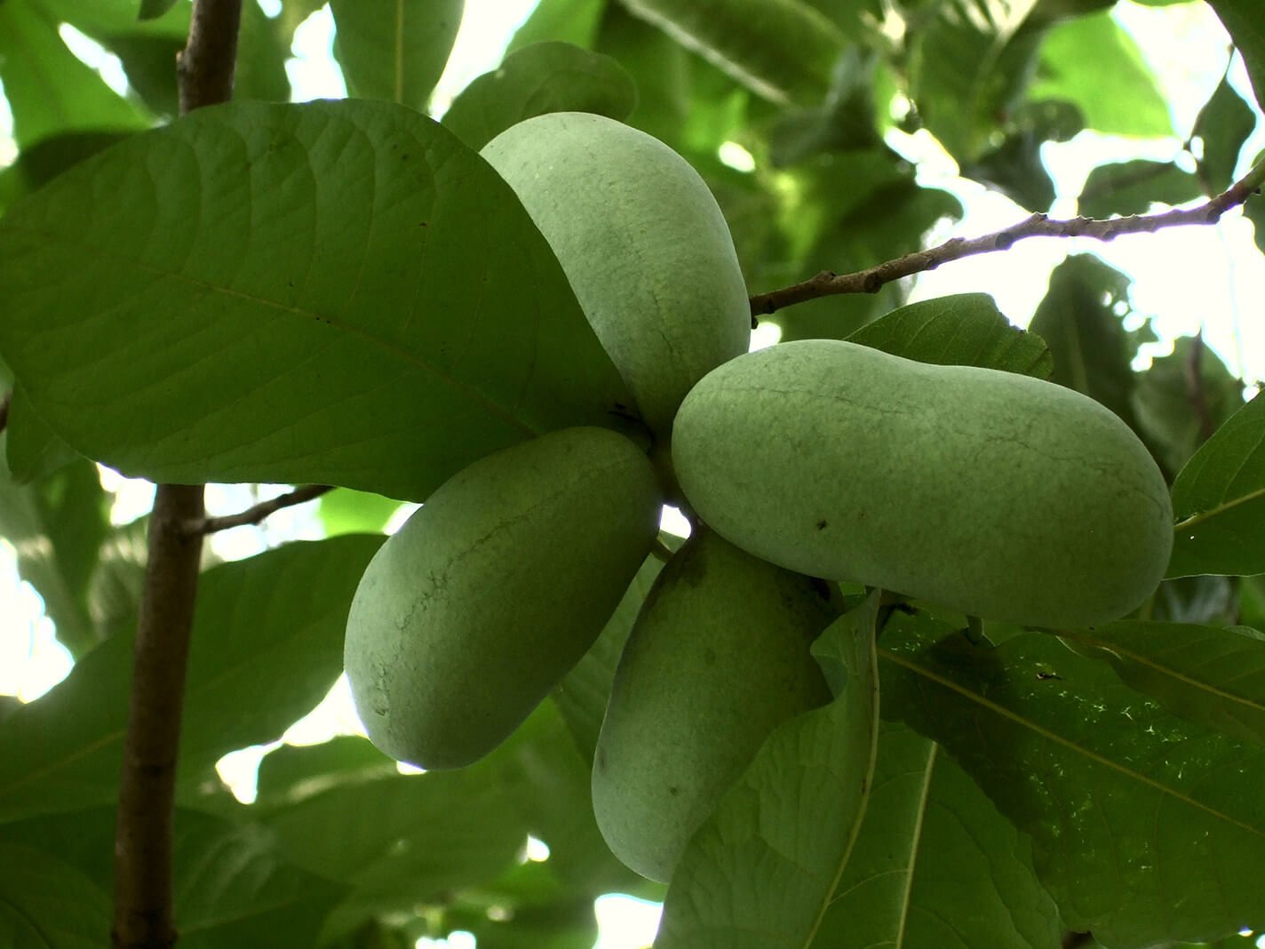 Pappaw asimina triloba imagem de stock. Imagem de flora - 208322961