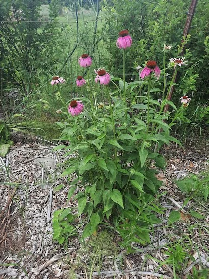 Purple Coneflower (Echinacea purpurea) - Wild Cherry Farm - Native Plant  Nursery  Wild Cherry Farm
