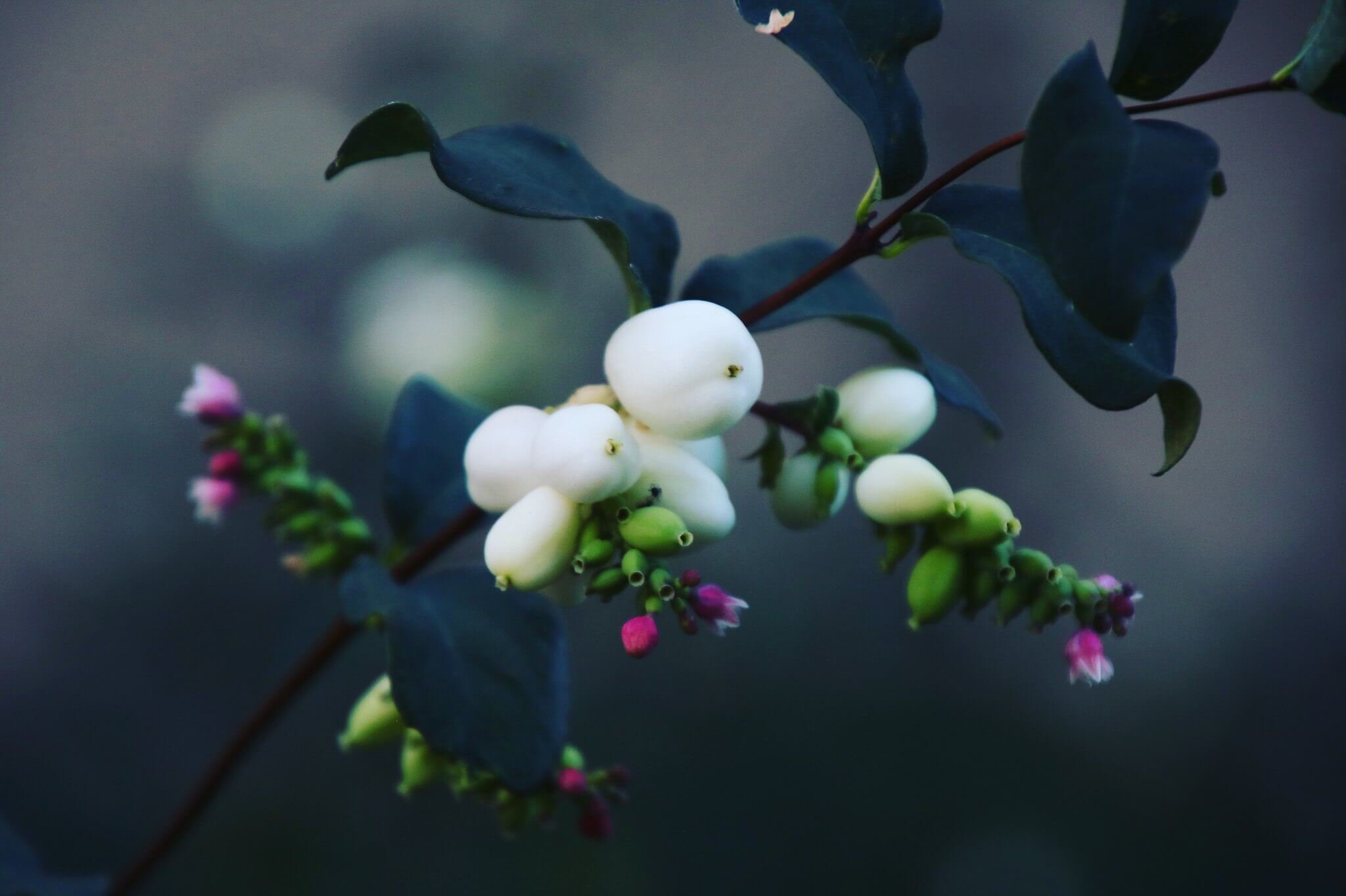 Snowberry - Wild White Snowberry