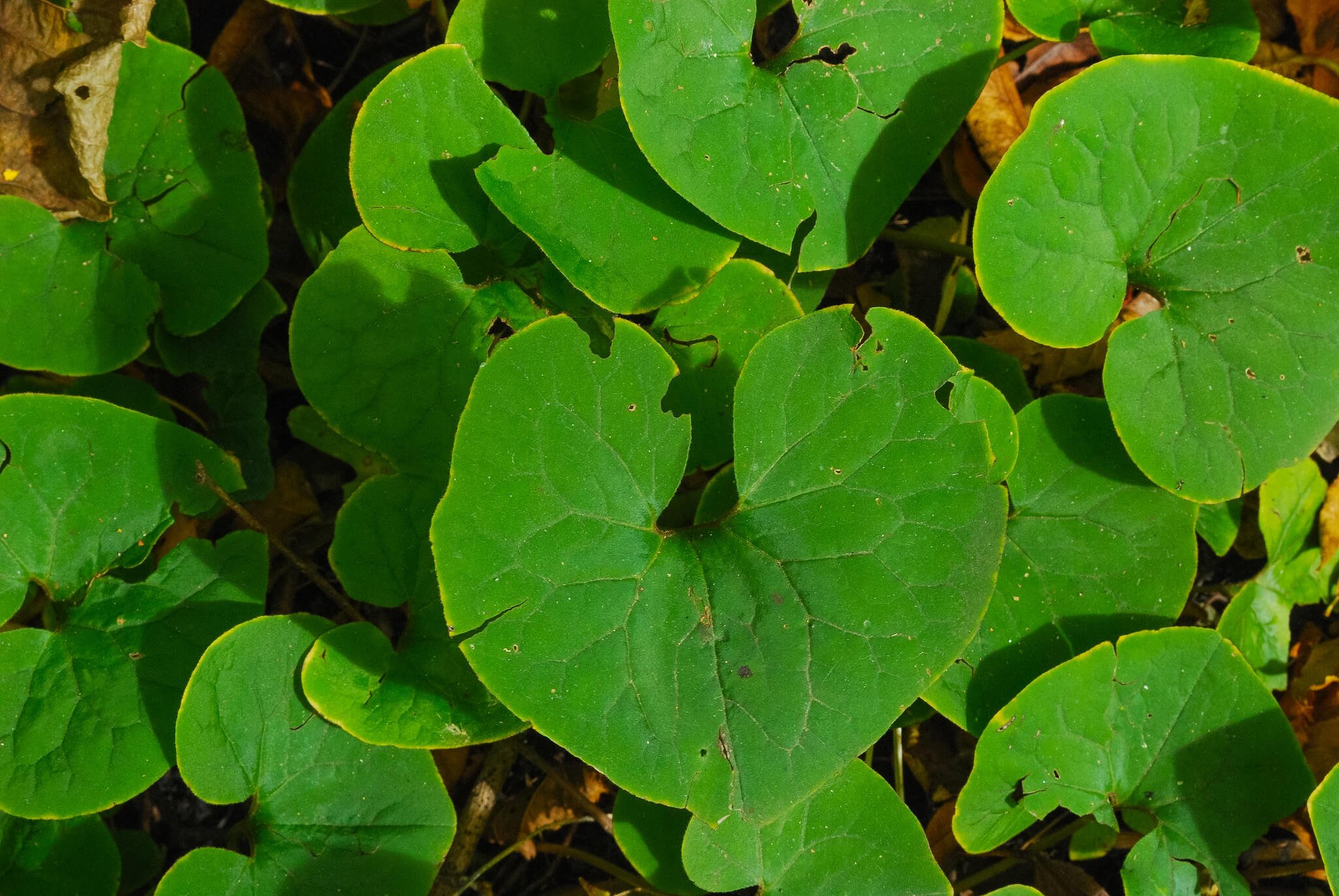 Wild Ginger Asarum Canadense Wild Cherry Farm Native Plant