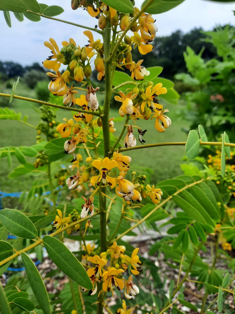 Wild Senna (Senna hebecarpa) - Wild Cherry Farm - Native Plant Nursery   Wild Cherry Farm