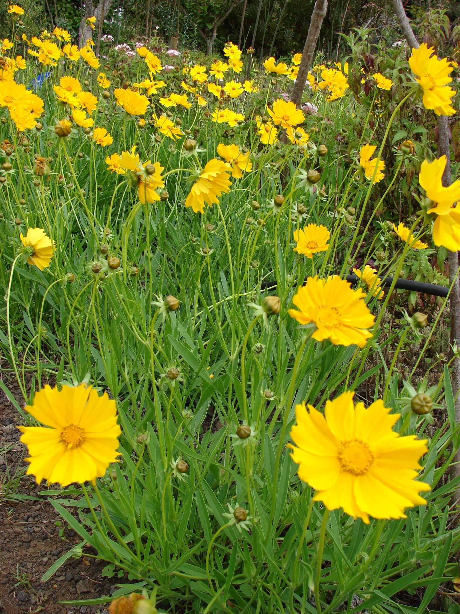 lance-leaf-coreopsis-coreopsis-lanceolata.jpg
