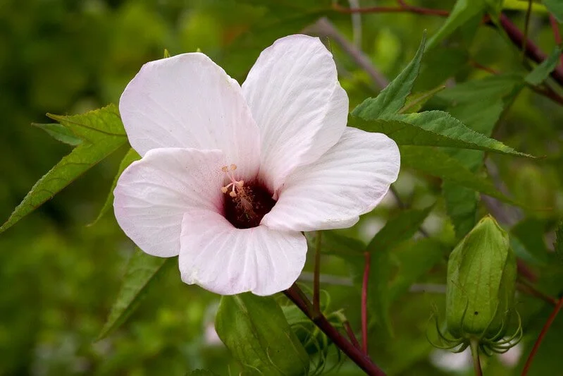 Madagascar Hibiscus Moscheutos Live Starter Plant - Rose Of Sharon Perennial