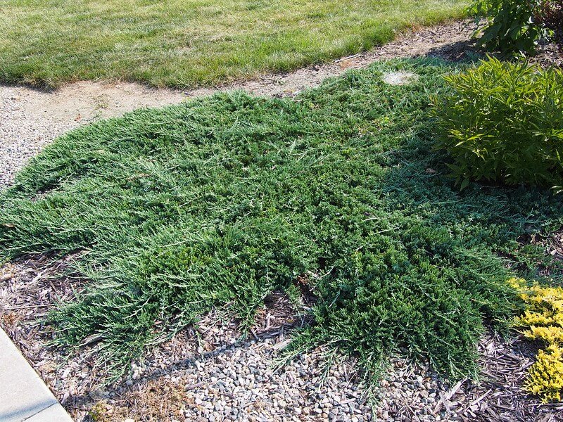 creeping-juniper-juniperus-horizontalis.jpg