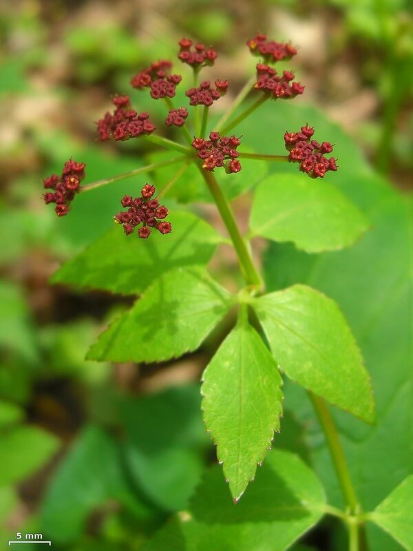 meadow-parsnip-thaspium-trifoliatum.jpg