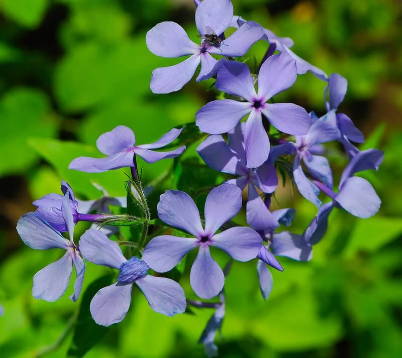 woodland-phlox-phlox-divaricata.jpg