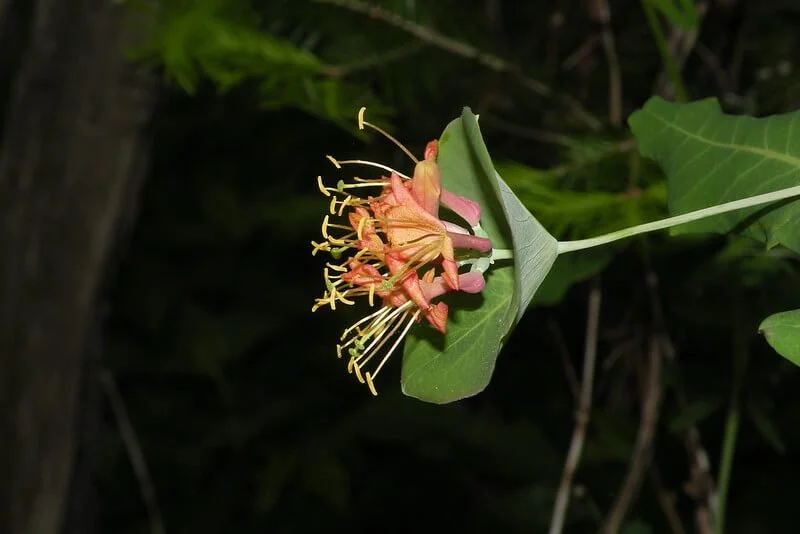 ruta graveolens plant Ruta graveolens (4")