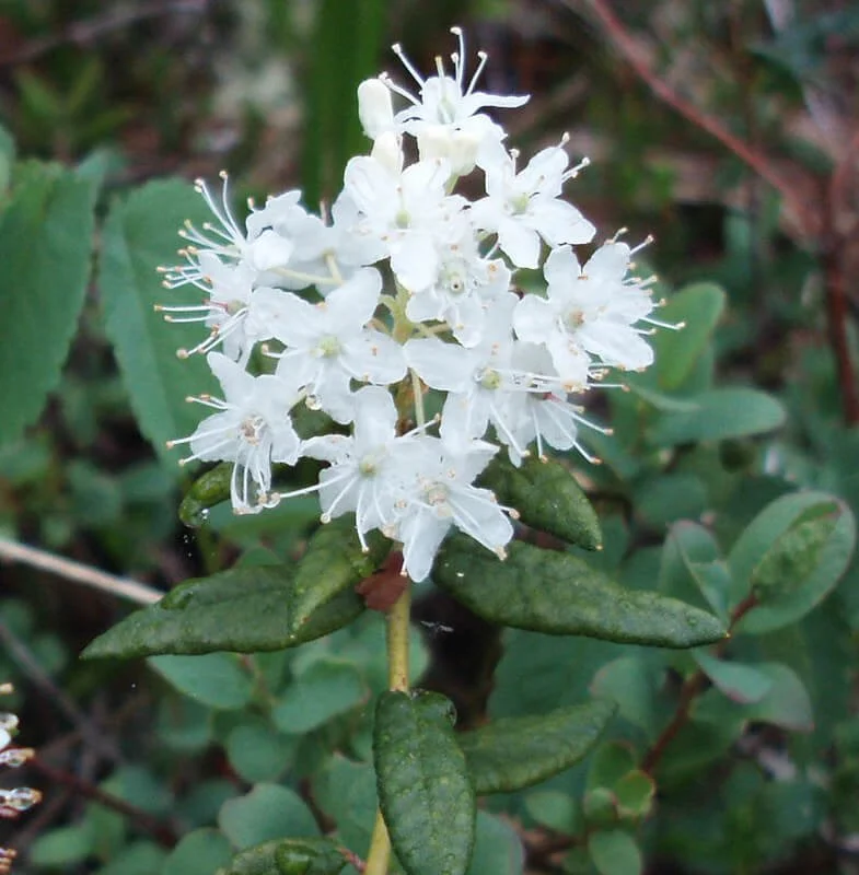 Labrador Tea (Rhododendron groenlandicum)