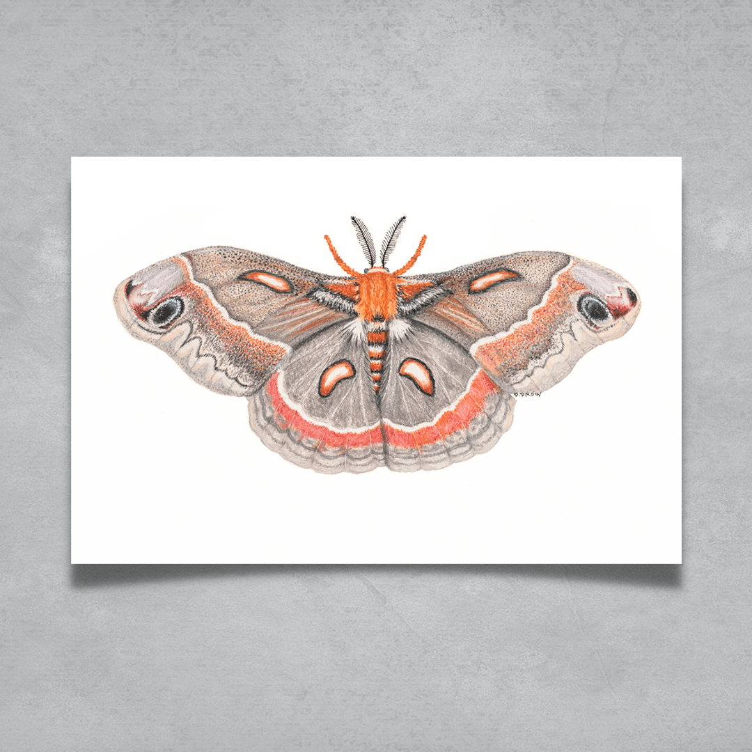 Cecropia Moth Card