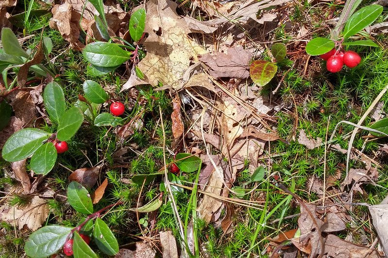 wintergreen-gaultheria-procumbens.jpg