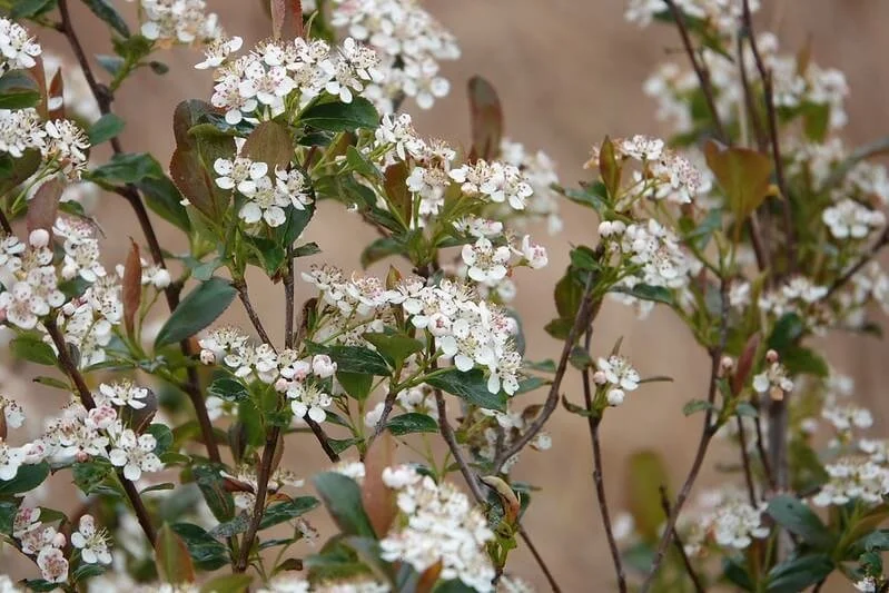 Purple Chokeberry (Aronia prunifolia)
