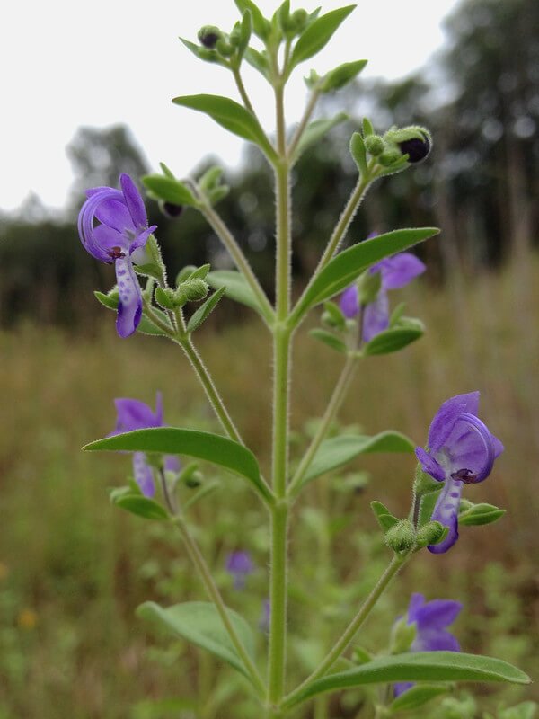 Bastard Pennyroyal -- Trichostema dichotomum at Wild Cherry Farm